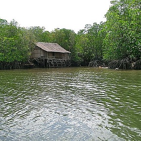 Mangrove Forest, Bintan Island, Indonesia - kento.ikeda