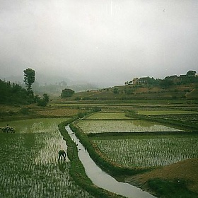 Rice paddies around Andringitra - wallygrom (very busy at work)