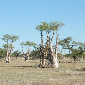 Etosha National Park, Namibia - Sara&Joachim