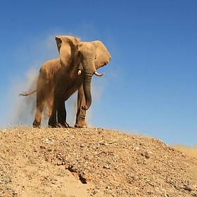 Elephant and Dust - Namibnat