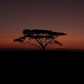 Thorn Tree at Sunrise - malczyk