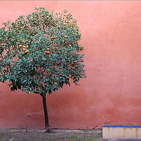 Arbolito // A little orange tree - peribanyez